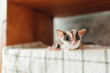 Cute little curiosity Sugar Glider hide on the shelves.