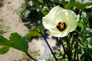 A beautiful Okra flower has bloomed in a vegetable garden.