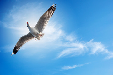 Seagull flying  ahead freedom in the blue sky with cloud on bright day