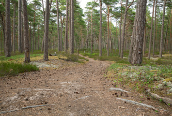 Path for hiking in a pine forest in a national park in sweden