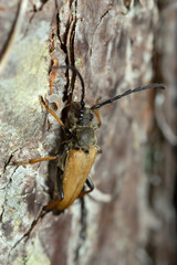 Leptura pubescens on pine bark