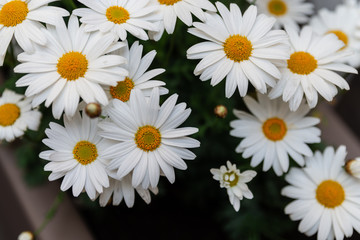 Fototapeta premium Daisies of Spring