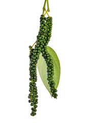 Fresh green peppercorns on white background