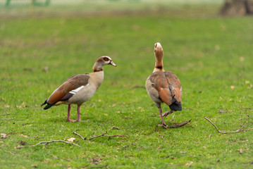 Egyptian Goose, Alopochen aegyptiaca