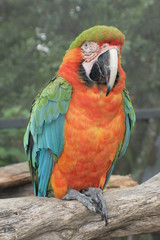 Beautiful Birds