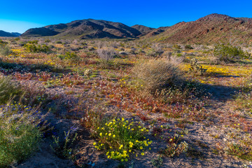 Joshua Tree National Park