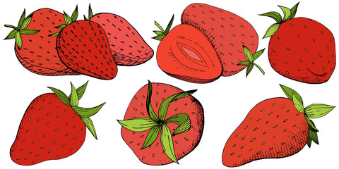 Vector Strawberry healthy food. Red and green engraved ink art. Isolated berry illustration element on white background.