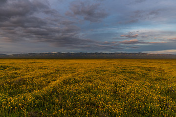 Wildflowers Super Bloom