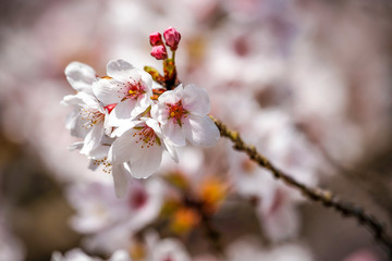 Detalhes de flor de cerejeira (sakura) no Japão