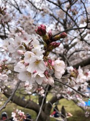 桜