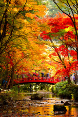 Outuno no Jap&atilde;o com as folhas vermelhas