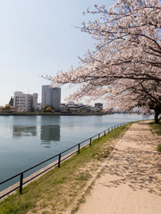 Fototapeta premium 川沿いの桜並木道と木漏れ日のある風景 Scenery with cherry blossom trees along the river and sunbeams9