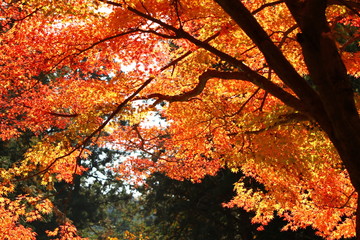 Outuno no Jap&atilde;o com as folhas vermelhas