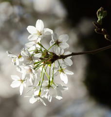 Close-up of sakura flowers