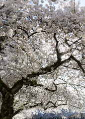 Branches of blooming cherry trees