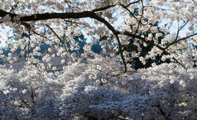 Branches of blooming cherry trees