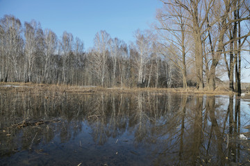 Obraz premium Reflection of the forest in the melted snow