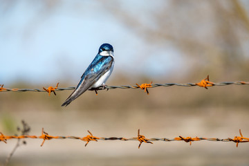 one beautiful blue swallow resting on rusted bob wire on a sunny day