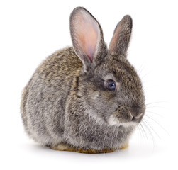 Gray rabbit isolated on a white background.