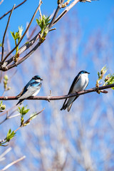 Obraz premium two blue swallows resting on thin branch on a sunny day under blue sky with blurry background