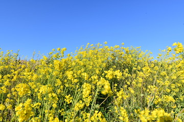 Obraz premium 菜の花