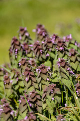 beautiful purple wild flowers blooming on the field under the sun