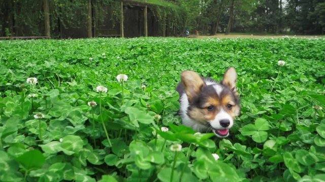 A cute hairy dog that has hair of white, black and yellow colors and two big ears is running in the lush grass and flowers in the field with its mouthe opened and behind it is a row of tall trees. 