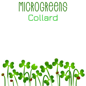 Microgreens Collard. Seed packaging design. Sprouting seeds of a plant