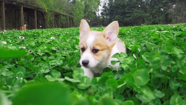 A cute and lovely Corgi puppy with white and yellow hair and white ears walks in slow motion in the lush clover and flowers in the field with a row of trees being the background.