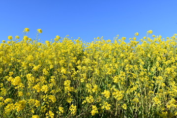 Fototapeta premium 菜の花