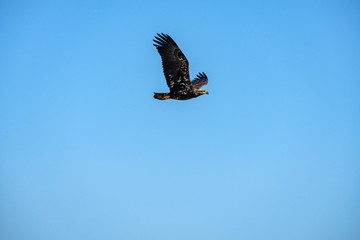 one juvenile bald eagle took flight under blue sky 