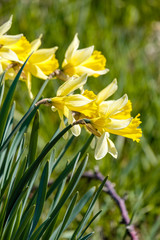 couple beautiful yellow daffodil flowers under the sun in the garden