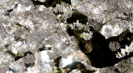 Branches of blooming cherry trees