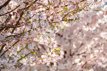beautiful pink cherry flowers blossom under the sun in the park