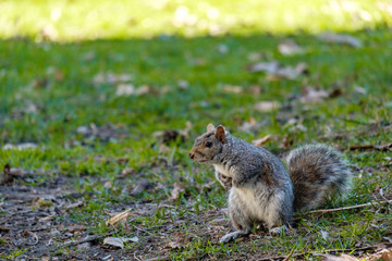 Naklejka na ściany i meble close up of one cute brown squirrel cautiously standing on the green grass field in the park