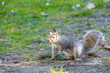 close up of one cute brown squirrel cautiously standing on the green grass field in the park