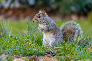 Naklejka na ściany i meble close up of one cute brown squirrel cautiously standing on the green grass field in the park