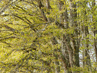 Cercidiphyllum japonicum - Katsura ou Arbre au caramel