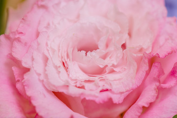 Beautiful pink Prairie Gentian (Eustoma) flower  is blooming. close up, Blurred background 