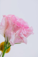 Fototapeta na wymiar Beautiful pink Prairie Gentian (Eustoma) flower isolated on white background, cut out flowers