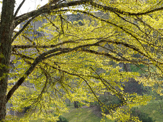 Branches et feuillage printanier du katsura ou Arbre au caramel (Cercidiphyllum japonicum) 
