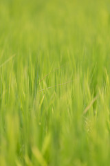 Green grass - reed