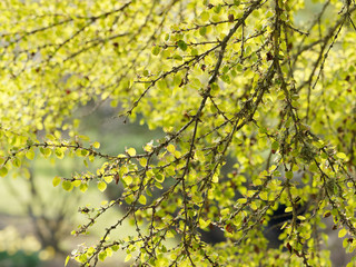 Branches et feuillage printanier du katsura ou Arbre au caramel (Cercidiphyllum japonicum) 