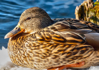 A duck on the shore of a pond in a spring sunny day, photographed close-up