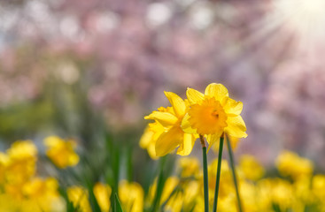 Fototapeta premium Yellow flowering wild daffodil, Narcissus pseudonarcissus, on a sunny bright day in spring, Germany