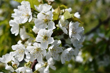 白いリンゴの花