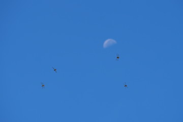 The dragonflies flying freely in the blue sky.