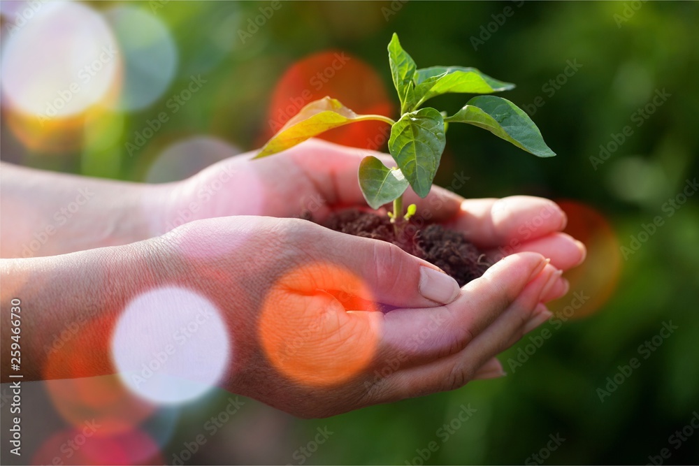 Poster Pure green plant with soil in human hands on background