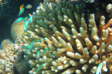 coral reef in egypt