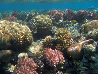 Obraz na płótnie Canvas coral reef in egypt